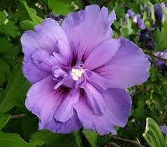 Pin By Lewis Ginter Botanical Garden On Blooms We Love Amazing Flowers Beautiful Flowers Hibiscus Flowers