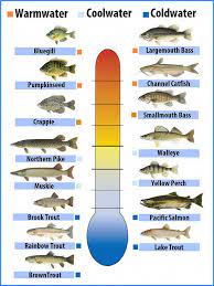 Freshwater Fish Chart Of Fish Preferred Water Temperatures Bass Pro Fish Chart Fishing Tips Bass Fishing Tips