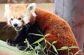 Maybe you would like to learn more about one of these? Bilder Von Grosser Panda Kleiner Panda Firefox Bambus Schnauze Ein