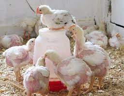 Harga ayam potong kami dapatkan dari beberapa sumber terpercaya yang kami rangkum semaksimal mungkin. Daftar Harga Ayam Broiler Hari Ini Maret 2021 Terbaru Farmbos Com