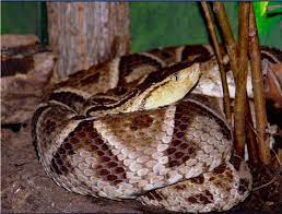 Reptiles Of The Rainforest Snakes And Lizards Of The Rainforest Snake Snake Venom Poisonous Snakes