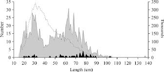 Newer post older post home. Length Frequency Distribution White Anglerfish Tagged Grey And Download Scientific Diagram
