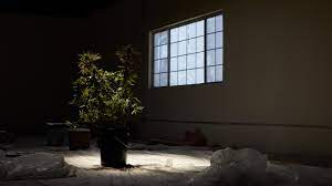 How to grow weed indoors with natural light. How To Grow Weed Indoors Without Grow Lights Weedmaps