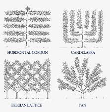 Gardener scott shows different methods to shape trees to grow fruit in a small garden. As We Mentioned Earlier Apple Trees Are Easy To Train Belgian Fence Espalier Transparent Png 896x814 Free Download On Nicepng