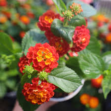 Image result for Lantana