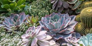 If you see roots pushing out of the pot, or if your plant has grown out of proportion to the there are hundreds, if not thousands, of cacti and other succulent varieties available in nurseries and garden centers, with more being added every year. Ffgesewph1bx4m
