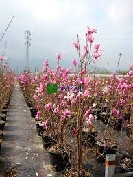 Image result for magnolia soulangeana