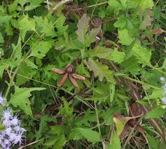 Image result for Dicoma arenaria