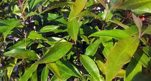 Lemon Myrtle Backhousia Citriodora Photograph By Bulleen Art Garden Lemon Myrtle Myrtle Myrtle Tree