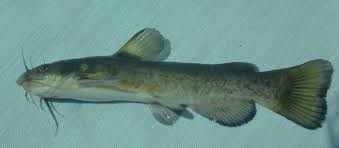 Image result for Agelanthus sp. aff. A. brunneus