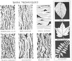 How To Draw Trees Bark Twigs Leaves And Foliage Drawing Tutorial Page 2 Of 2 How To Draw Step By Step Drawing Tutorials Texture Drawing Tree Drawing Drawing Tutorial