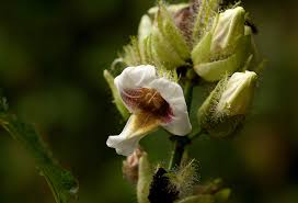 Image result for Mimulopsis