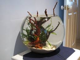 Bowl Aquascape With Driftwood Aquariums Pinterest Aquascape Aquascape Aquarium Cool Fish Tanks