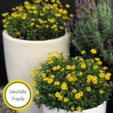 Image result for sanvitalia combine in pots