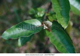 Image result for Harungana madagascariensis