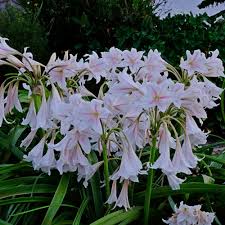 Image result for Crinum walteri