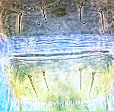 Image result for Cissus nigropilosa