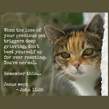 When we are grieving the loss of a beloved pet, we are actually mourning several losses at the same time. Loss Of My Cat Quotes