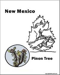 States in terms of total area and is bounded by colorado to the north, oklahoma and texas to the east, texas and the mexican states of chihuahua and sonora to the south, and arizona (which. New Mexico State Tree Pinon Abcteach