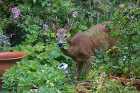 If you're adding herbs to your vegetable garden, stay away from planting mint. How To Keep Critters Out Of Your Garden Ways To Keep Animals Out Of Your Vegetable Garden