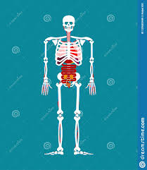 Human Anatomy Skeleton And Internal Organs Systems Of Man