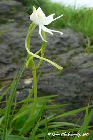 Image result for Habenaria laurentii