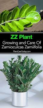 Zz Plant Care Tips How To Grow Zamioculcas Zamiifolia Indoor Plants Low Light Zz Plant Care Plants