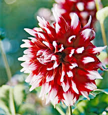 Image result for Dahlia x pinnata `Decorative Giants`