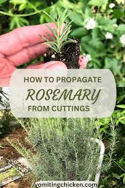 Image result for rosemary cuttings