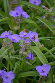 The common spiderwort plant is part of the tradescantia genus. Tradescantia Virginiana Virginia Spiderwort Prairie Moon Nursery
