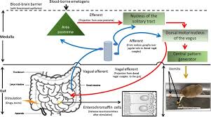 Dopamine Receptors In Emesis Molecular Mechanisms And Potential Therapeutic Function Sciencedirect