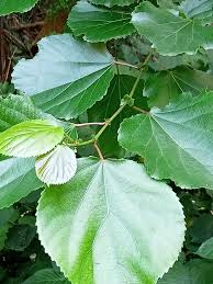 Image result for Trimeria