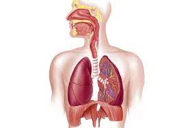The respiratory system is a group of organs responsible for carrying oxygen from the air to the bloodstream and expelling the waste product carbon dioxide. Respiratory System How We Breathe