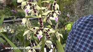 Image result for Prismatocarpus