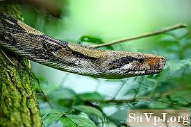 Blood python) adalah sejenis ular yang besar yang terdapat di asia tenggara. 6 Fakta Menarik Tentang Boa Constrictors Lain June 2021