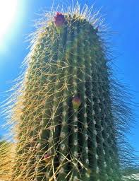 Image result for Neobolusia