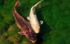 Any euthanizing drug can send the fish to sleep if too little is used. Koi Carp Vs Goldfish What Is The Difference Aquariumnexus