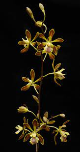 Internet orchid species photo encyclopedia. Pin Auf Orkideler
