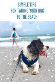 Tips For Taking Your Dog To The Beach Taking Dog Dog Beach Pet Friendly Beach
