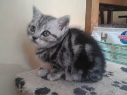 Fanciers say the british shorthair is the perfect household companion if you like an intelligent breed who is not too demanding. British Shorthair Silver Tabby Kittens For Sale Novocom Top