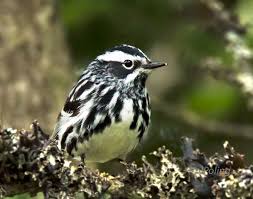 Black And White Spotted Bird With Black Head Black And White Warbler Black And White Art Projects Western North Carolina