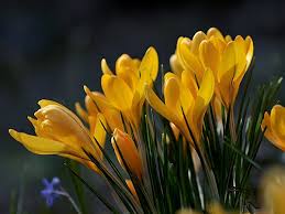 Scegli il fiore perfetto per il tuo giardino e per il tuo terrazzo : Fiori Gialli Bulbo