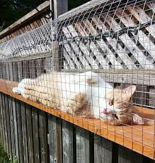 There are some prefab enclosures that are great for small spaces, but i was amazed at the variety, creativity and beauty of some of the enclosures custom built by or for cat owners. Outdoor Cat Jungle Gym Cuckoo4design