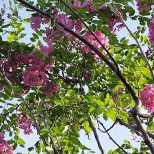 Image result for Margaretta rosea