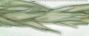 Image result for Sporobolus sanguineus