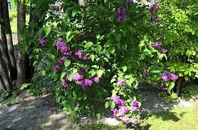 Ronny Is Telling You Gartentipps Pflanzen Fur Schattenplatze Im Garten Und Auf Dem Balkon Http Gartensaison Gartentipps Blo Pflanzen Garten Kletterpflanzen