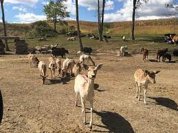 The farm at walnut creek. Drive Thru Zoo Review Of The Farm At Walnut Creek Sugarcreek Oh Tripadvisor