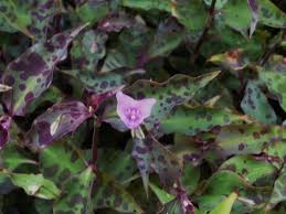 Image result for Tinnea galpinii