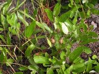 Image result for Parinari capensis