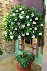 Image result for Gardenia